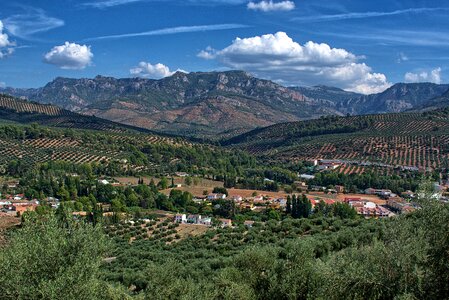 Spain panorama olive trees photo