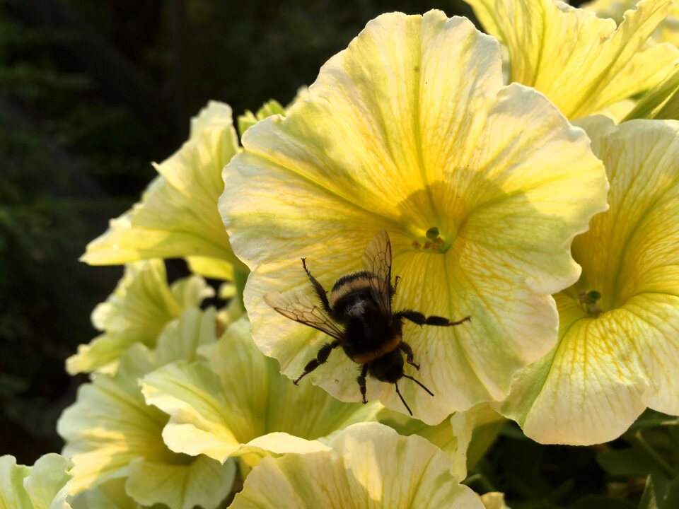 Insect collect close-up of bright