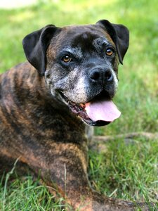 Boxer dog animal canine
