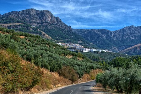 Spain panorama olive trees photo