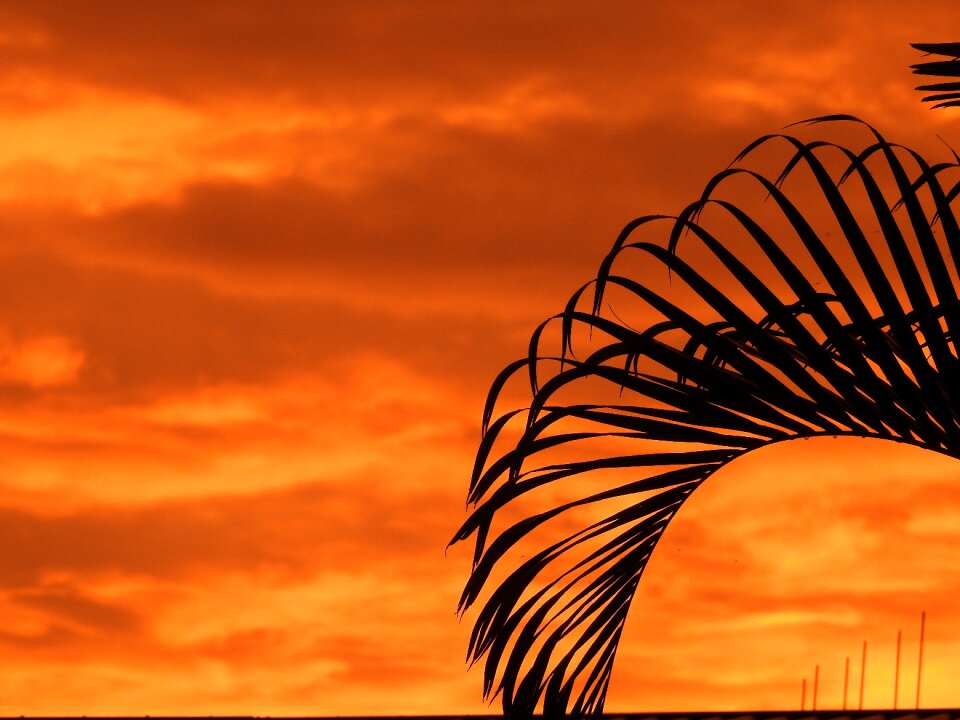 Outdoor palm frone orange landscape