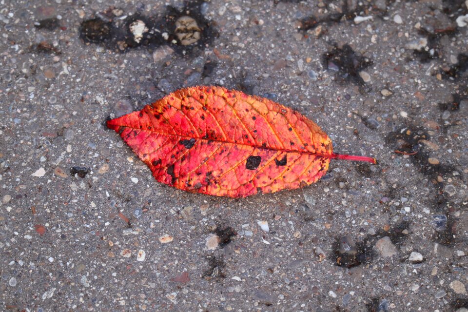 October fall color asphalt
