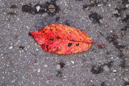 October fall color asphalt