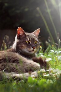 Domestic cat grass cat domestic animal photo