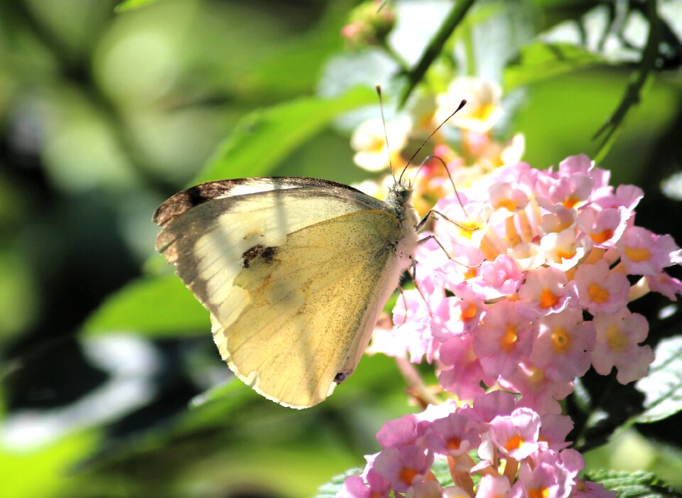 Bloom nature summer photo