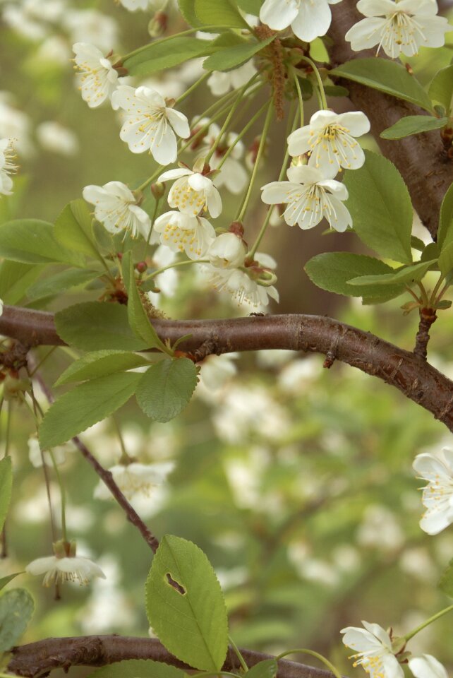 Tree nature plant