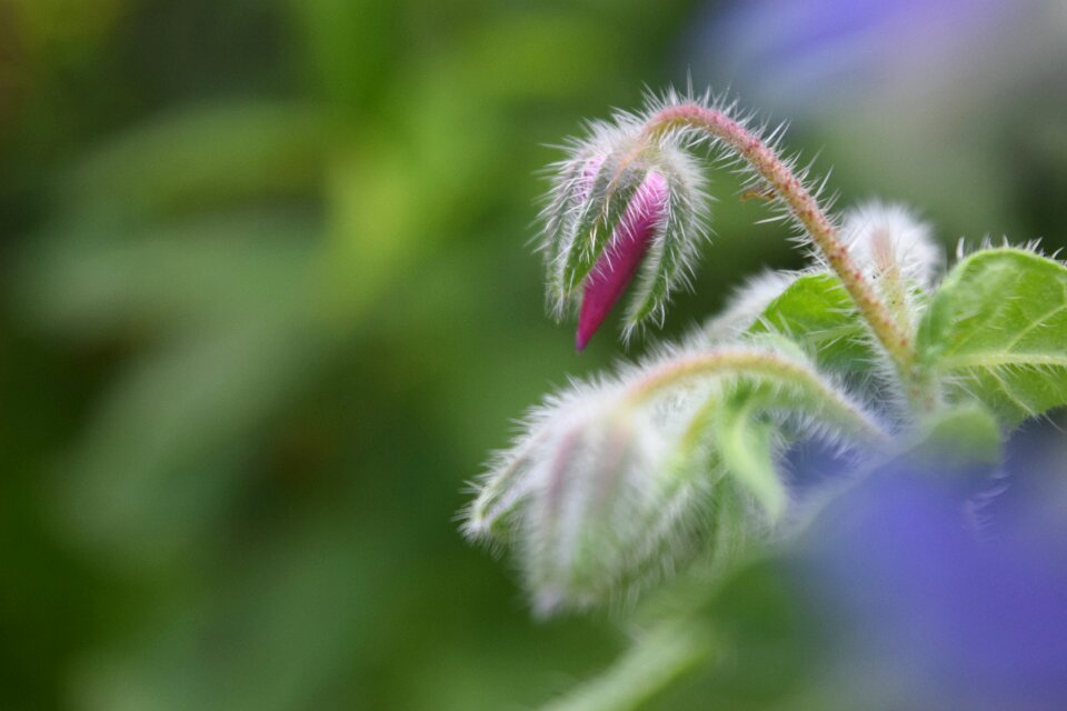 Borretschblüte flower wild herbs