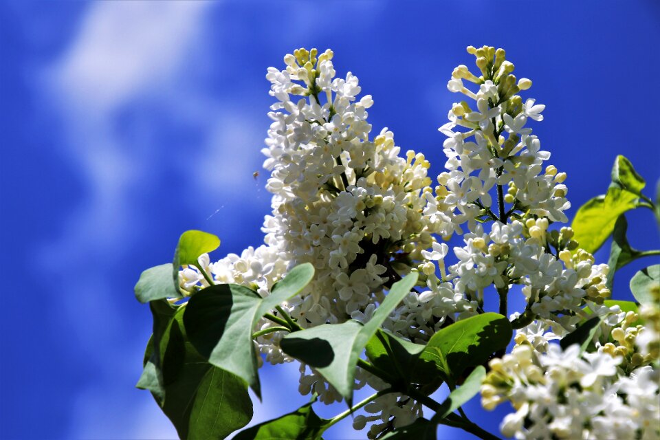 Sky flower nature