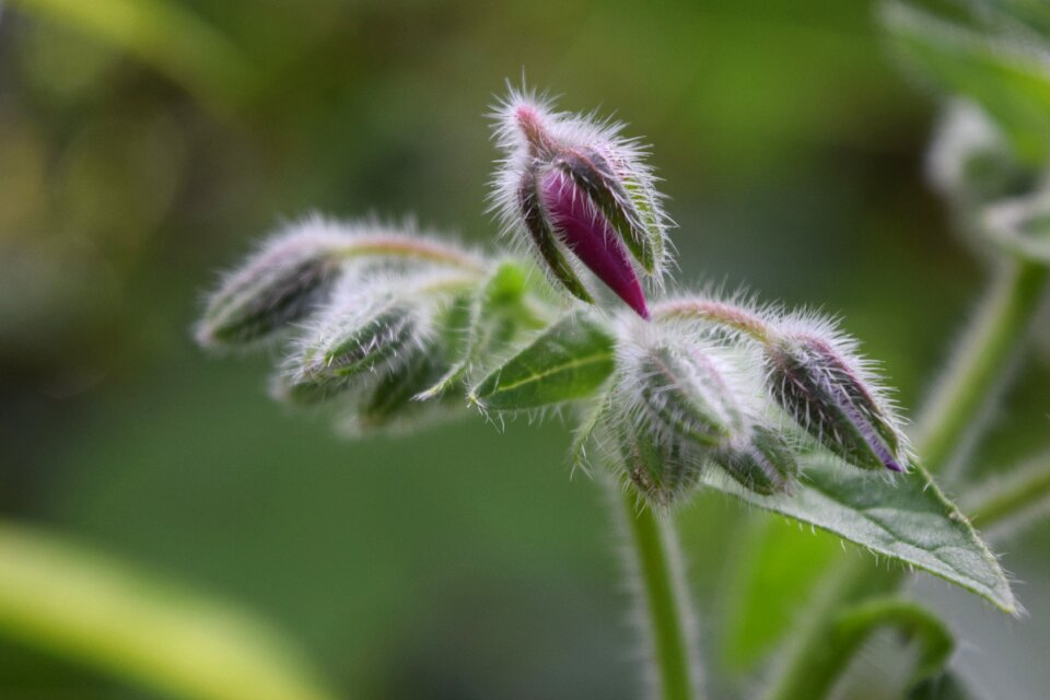 Macro blossom bloom