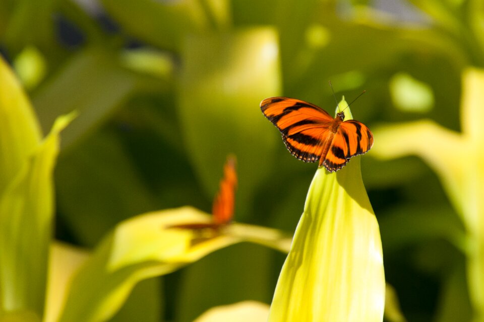 Insect butterflies summer