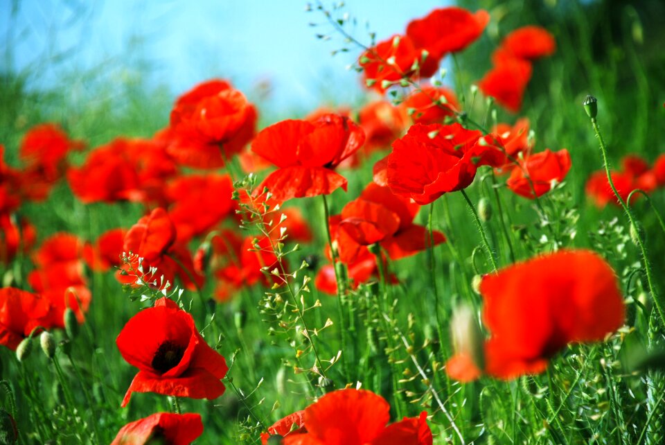 Flowers nature plant