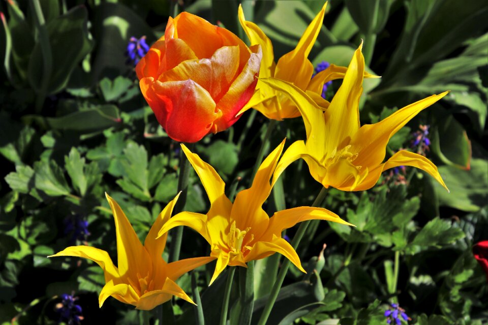 Plant nature garden
