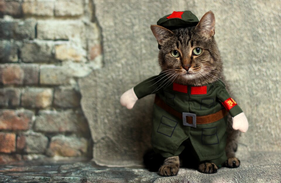 Cute pet domestic