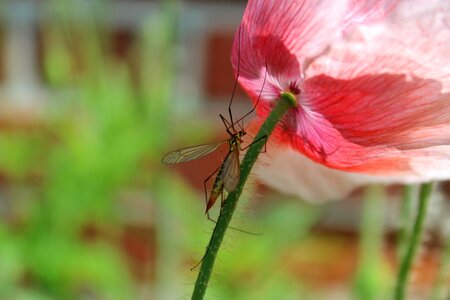Poppy pink garden