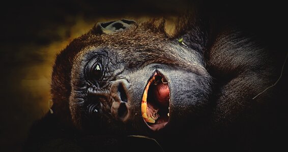 Zoo furry omnivore