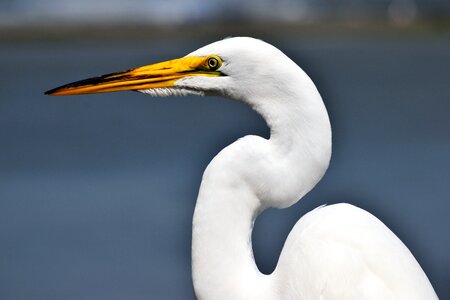 Nature outdoors animal photo