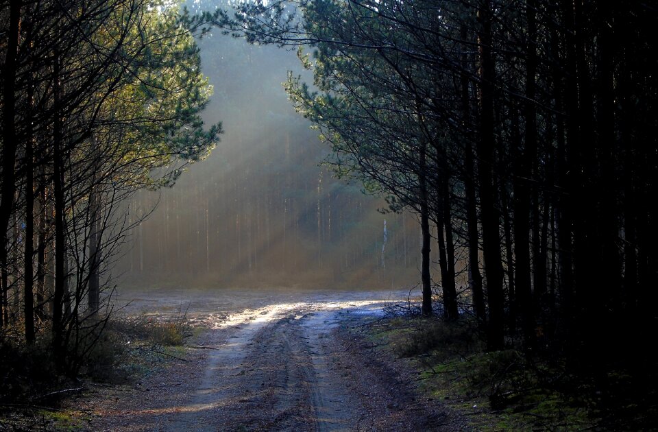 Nature the fog way