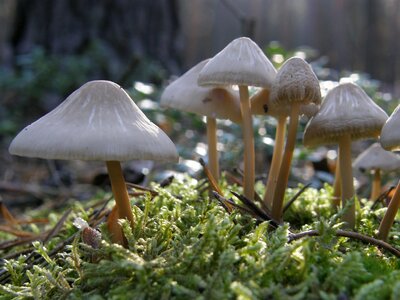 Mushroom amanita autumn