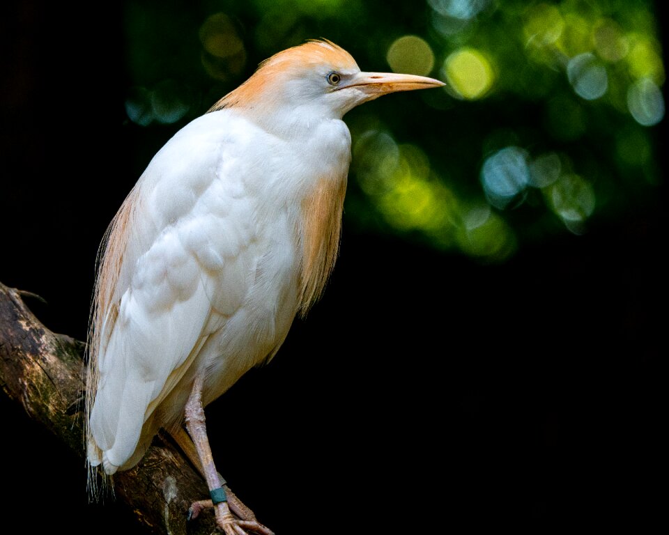 Cattle egret feather animal