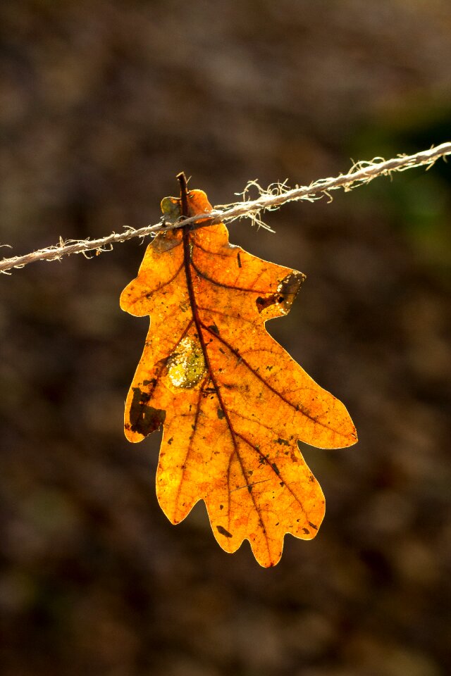 Nature brown fall