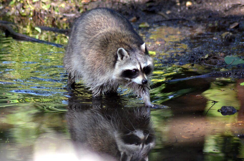 Water mirroring animal