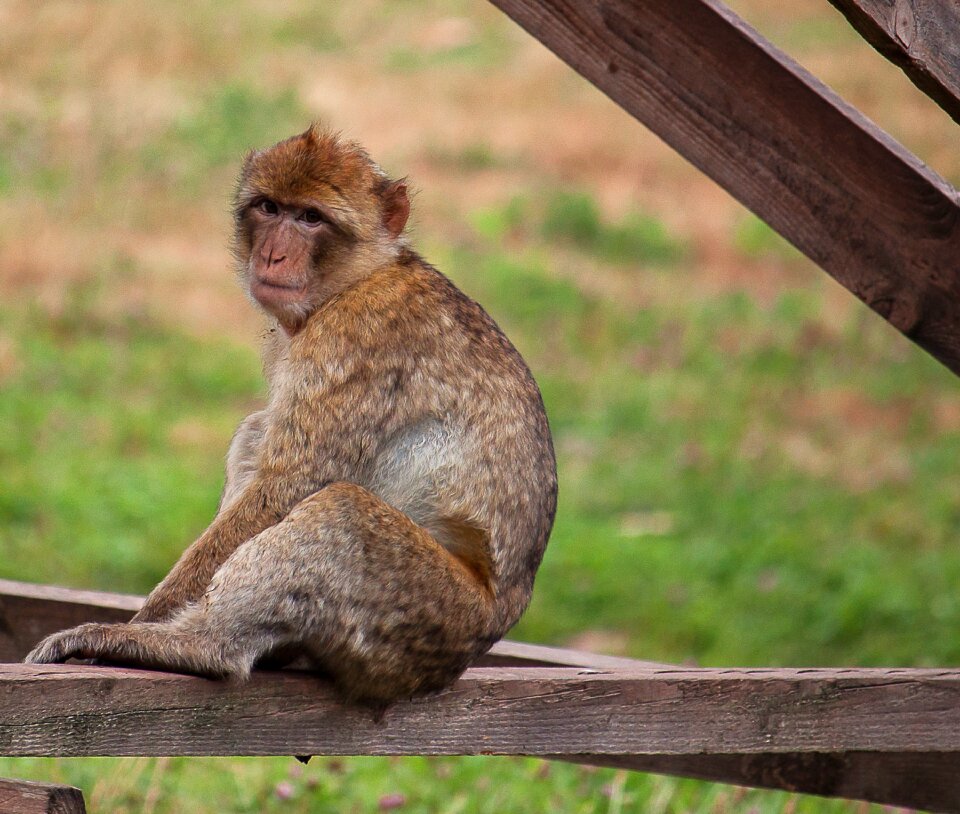 Mammal animal world sit