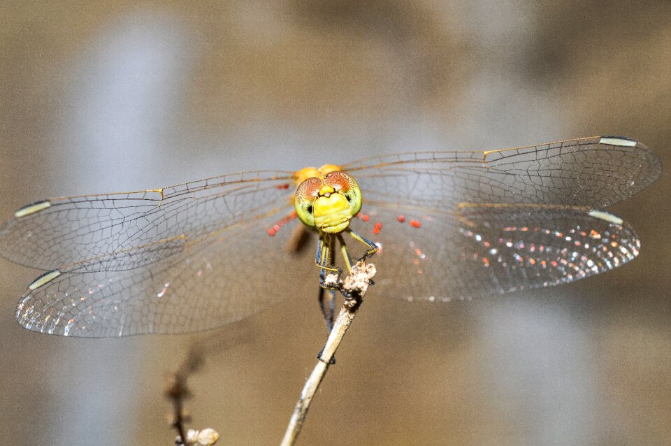 Nature wing eyes