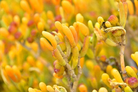 Plant wildlife plants wild herbs