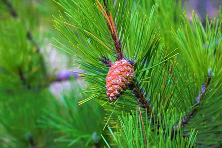 Tree nature plant