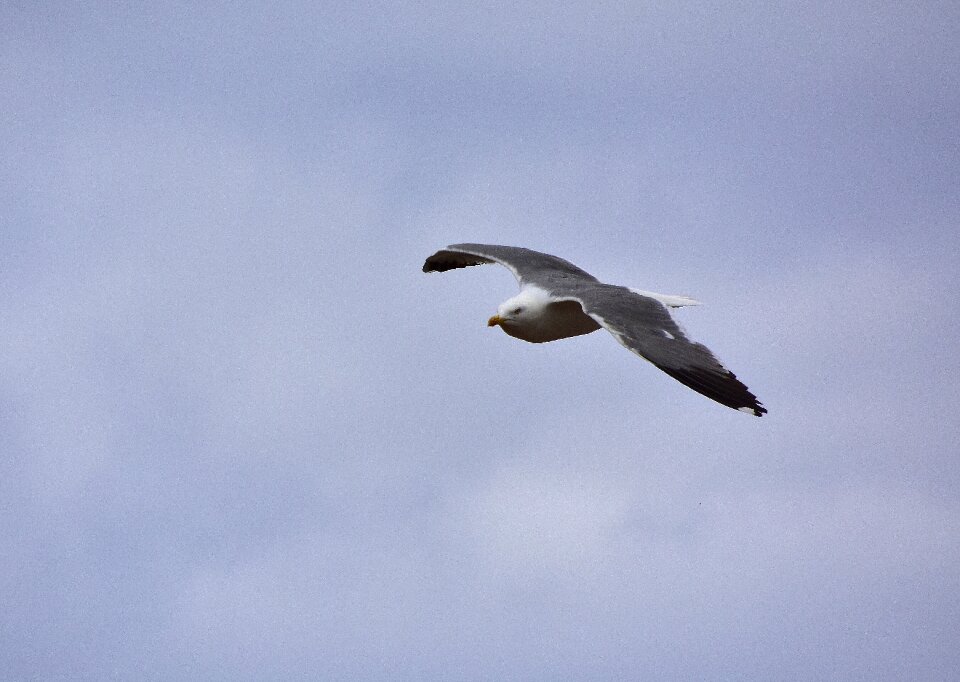 Sea waterfowl seabirds