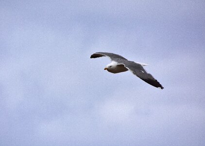 Sea waterfowl seabirds