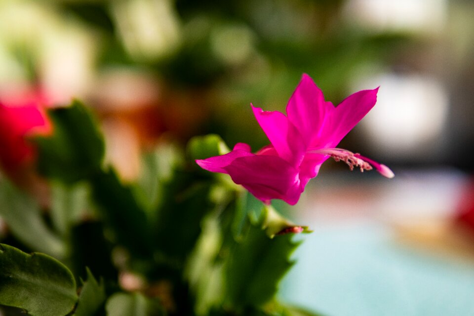 Flower spring garden