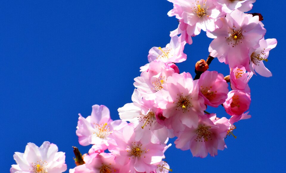 Blossom bloom pink