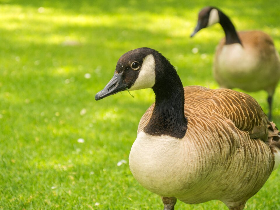 Water bird poultry animals