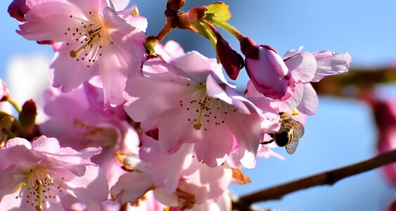 Japanese cherry trees blossom bloom