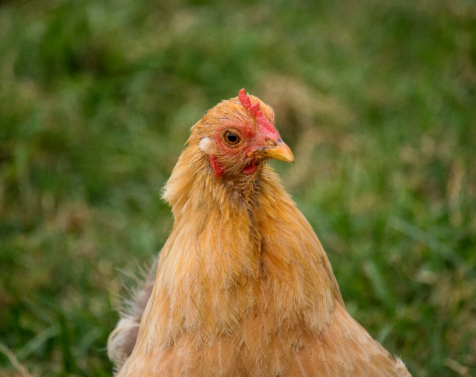 Animal animal world poultry