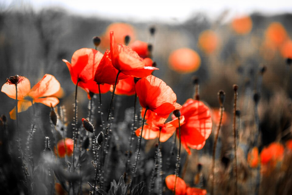 Field meadow red flower