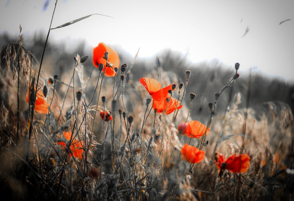 Field meadow red flower