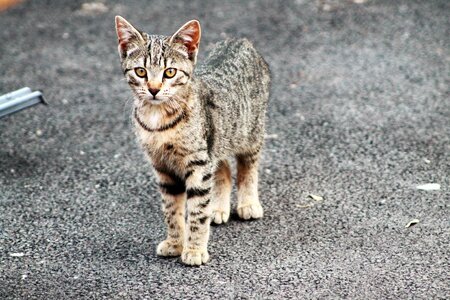 Animal tabby cat feline photo