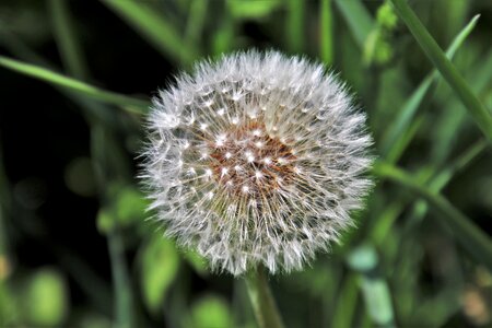 Plant nature flower