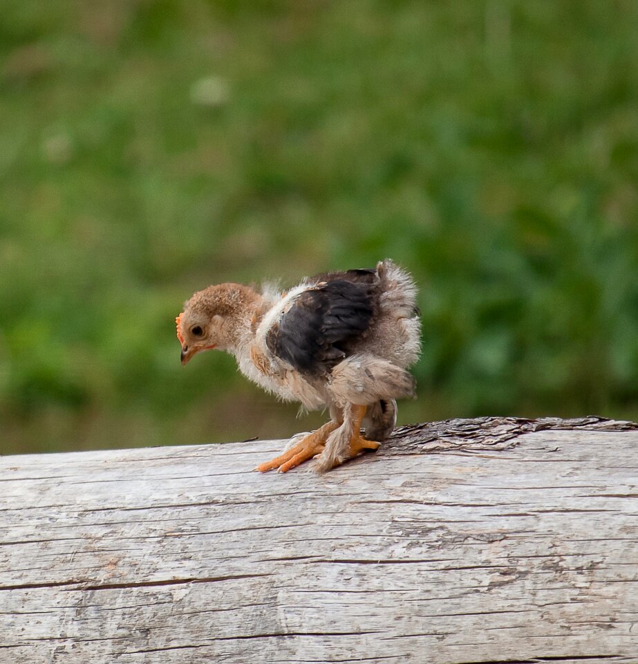 Animal animal world poultry photo