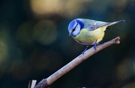 Garden bird foraging small bird photo