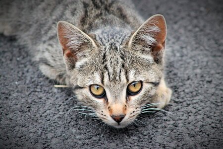 Feline cat eyes domestic animal photo