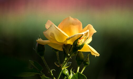 Plant yellow flower photo