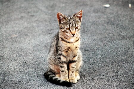 Domestic cat cute animal