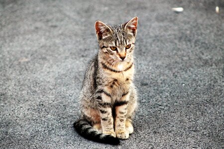 Domestic cat cute animal photo