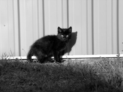 Kitten black cat photo