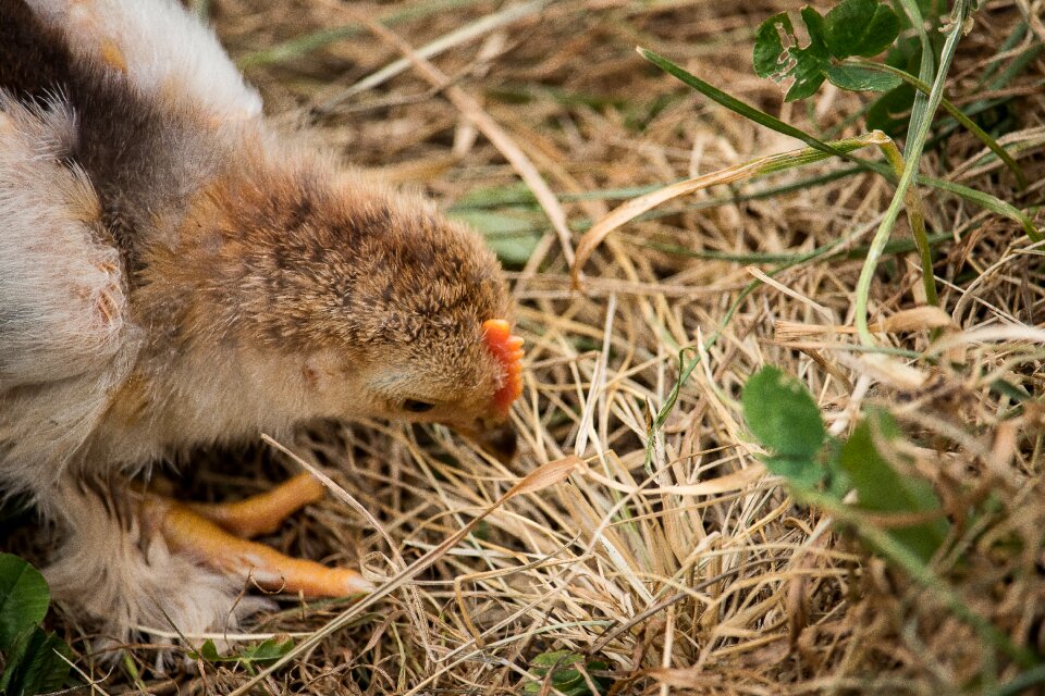 Animal animal world poultry