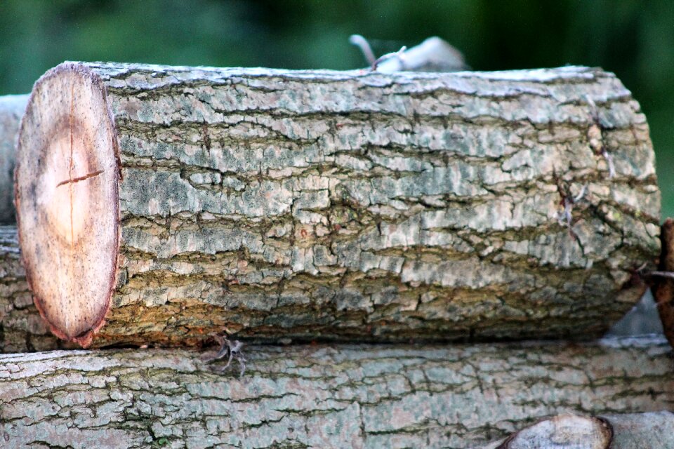 Fall forest logs wood