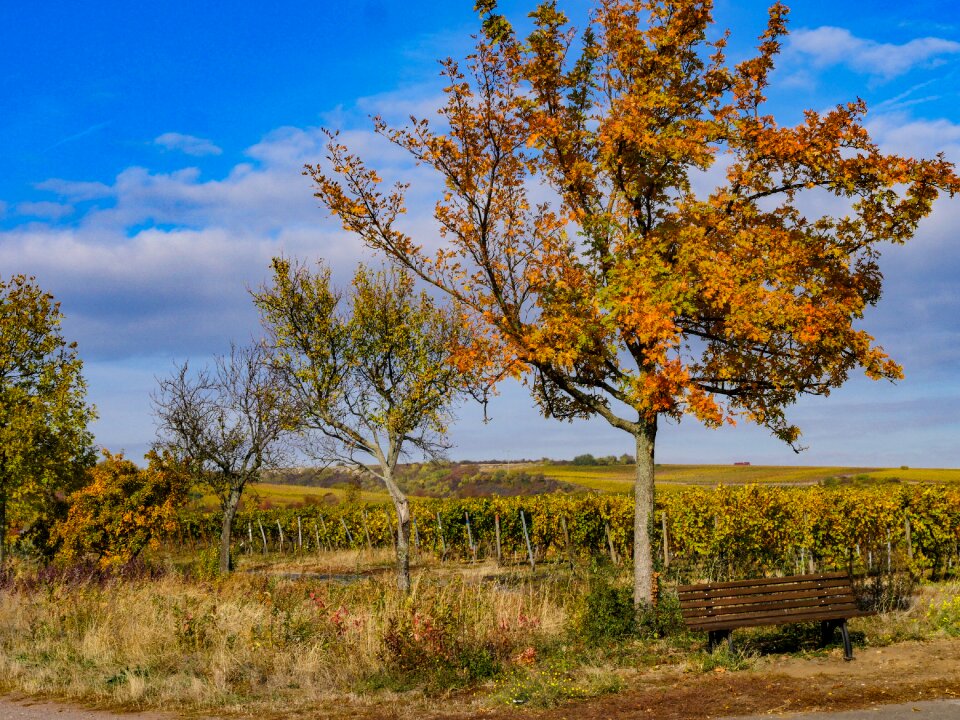 Deciduous tree nature fields